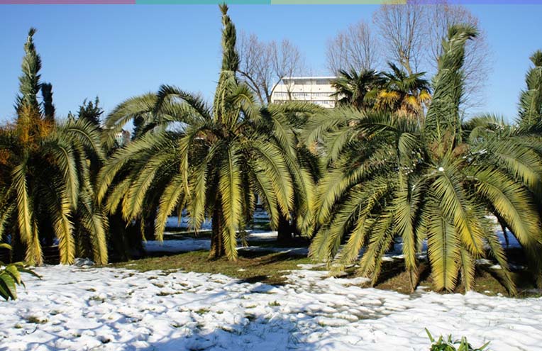 Погода в Сочи и Адлере в декабре январе